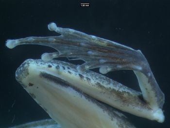 Media type: image;   Herpetology A-136736
